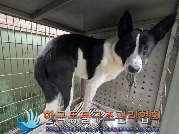 한국동물구조관리협회_441382202300548